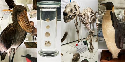 World Habitats Day 2021 – Museum of Zoology Blog