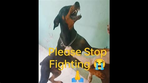 Pitbull Doberman Fight #pitbullterrier #doberman #aggressive #dogfight ...