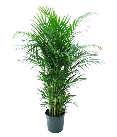 Alkarty areca palm tree seeds for gardening pack of 20 seeds: Buy ...