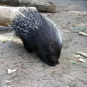 Cape Porcupine - Facts, Diet, Habitat & Pictures on Animalia.bio