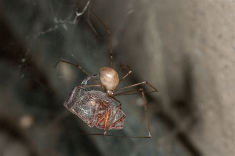 Bay Nature: Are Daddy Longlegs the Most Venomous Creature on Earth?