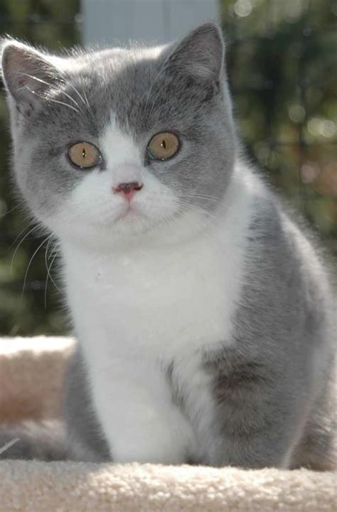 12 Reasons Why You Should Never Own British Shorthairs | Cute cats ...