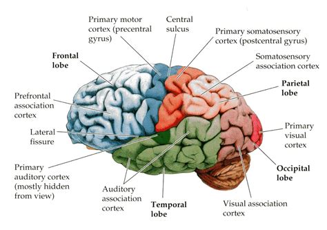 Nouvelles découvertes sur le cerveau humain