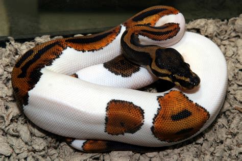 Snakes: Piebald Ball Python