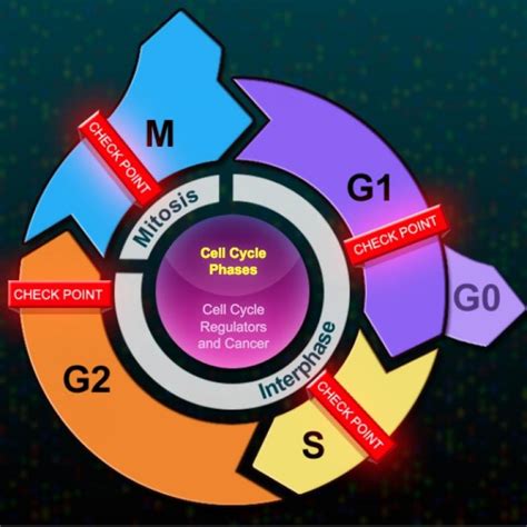 The Eukaryotic Cell Cycle and Cancer | Cell cycle, Biology classroom ...