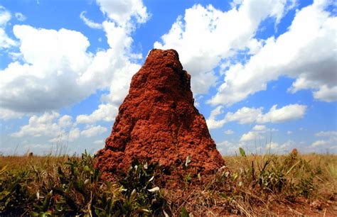 Amazing Animals Pictures: The Architecture of the Termites: The Mound ...