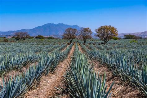 Blue Agave Field In Tequila, Jalisco, Mexico Wall Mural in 2022 | Agave ...