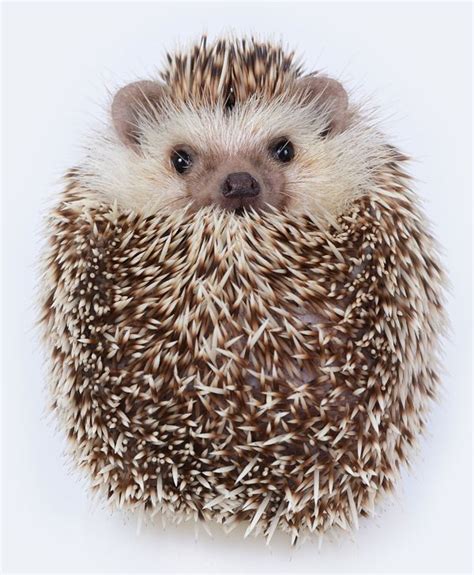 Hedgehog Breeds