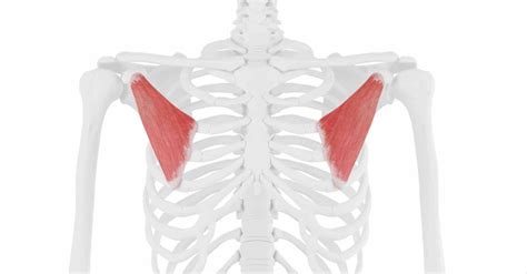 Tight Pec Min? Try This Pectoralis Muscle Stretch | Dr Miki Humphrey