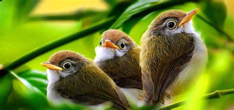 Morning Birds Singing | iPhone Ringtone | Animal Ringtones