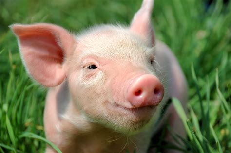 Interesting Facts About Pigs | Do You Know?