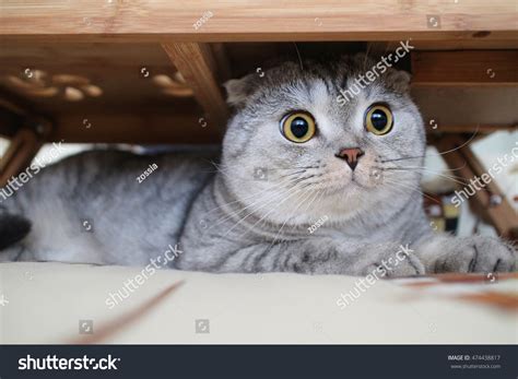 Scottish Fold Cat Hiding Under Table Stock Photo 474438817 - Shutterstock