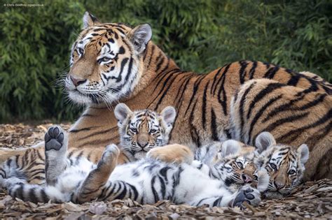 Tiger Mum And Cubs : r/hardcoreaww