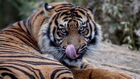 Penjelasan Dokter Medan Zoo Soal Harimau Sumatera Kurus dan Makan ...