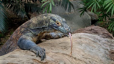 Komodo Dragon Fact Sheet | Blog | Nature | PBS