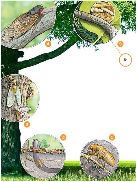 17-year Cicada life cycle - The Washington Post | Life cycles, Cicada ...