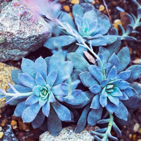 Sublime Succulents - #1 Succulent Resource