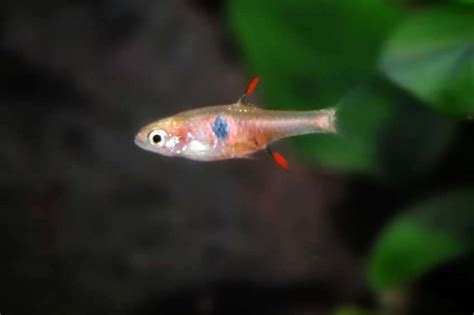 Strawberry Rasbora - SWEET KNOWLE AQUATICS ONLINE SHOP