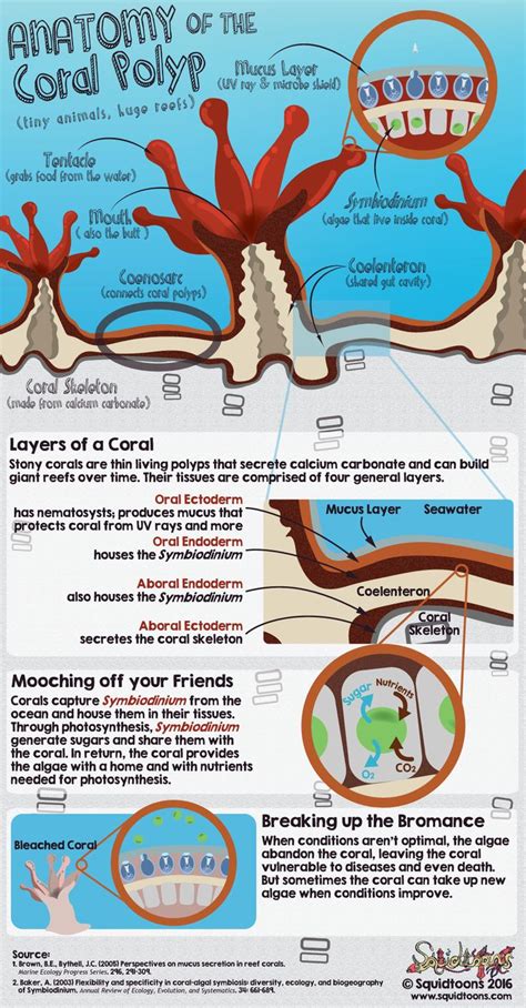 Anatomy of the Coral Polyp | Marine biology, Marine conservation ...