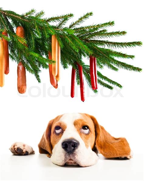 The cute beagle and its Christmas ... | Stock image | Colourbox