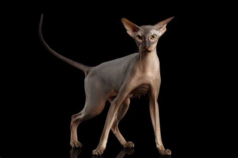 12 Ugly Cat Breeds (That We Still Love): Info, Pictures, Traits, & More ...