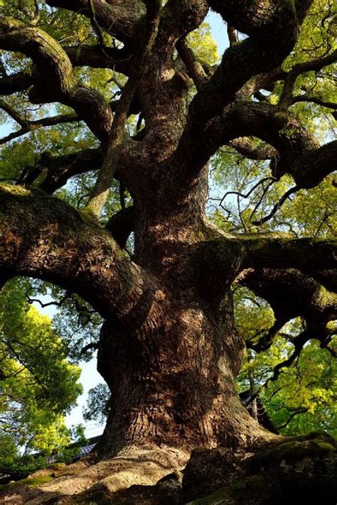 Camphor Tree Bonsai