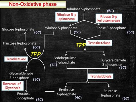 Hexose Monophosphate Shunt