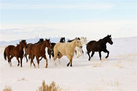 Images Of Horses Running In Snow