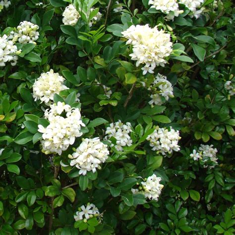 Kamini (Murraya Paniculata) | Tooth Mountain Nursery