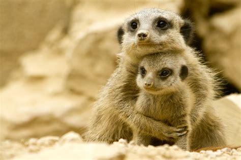 Meerkat Babies | The Meerkats at Tropical World in Leeds hav… | Flickr ...