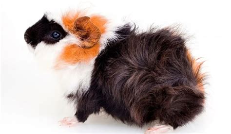 Abyssinian Guinea Pig Colors - A Few Good Pets