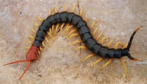 You Won't Believe This Monster Centipede Spotted in Texas