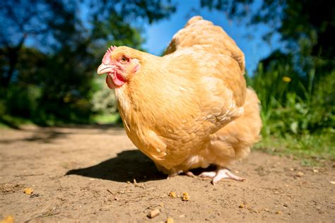 Chicken Breeds for the Small Farm or Backyard Flock