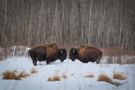 Bison at Elk Island on Saturday morning : r/Edmonton