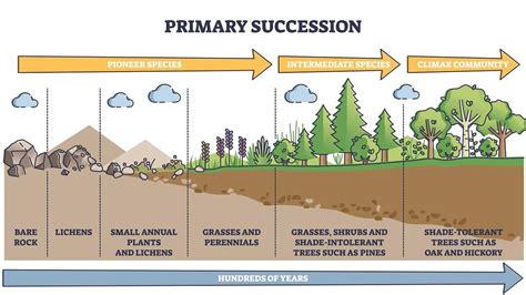 Examples Of Primary And Secondary Succession