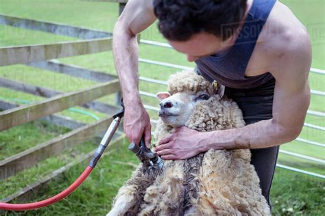 Sheep shearer using shearing tool on sheep - Stock Photo - Dissolve