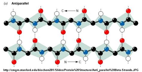 Beta Sheet Structure