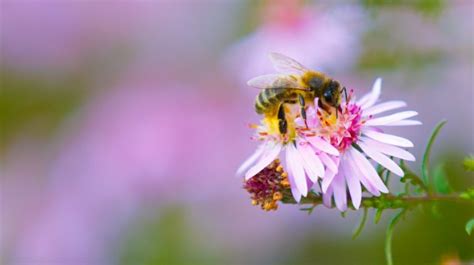 Bee Pollinating Flower Free Stock Photo - Public Domain Pictures