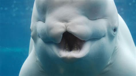 How Smart Are Beluga Whales? - Beluga Whale Intelligence - SciQuest