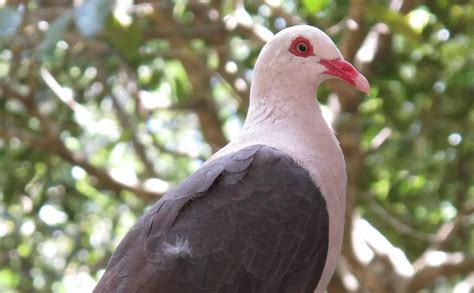 Pink pigeon recovery program | ZSL