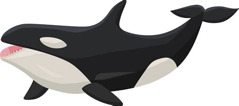 Transparent Orca Clipart - Png Download - Full Size Clipart (#202816 ...