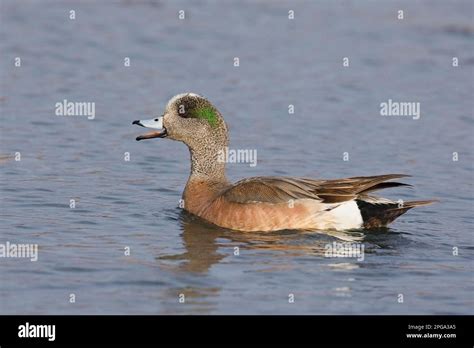 American wigeon male duck in breeding plumage calling (Mareca americana ...