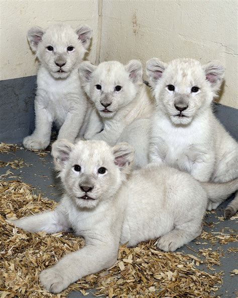 De rares bébés lions blancs font leur première apparition au Zoo de ...