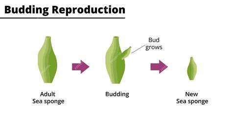 Premium Vector | Budding reproduction asexual reproduction of a sea ...