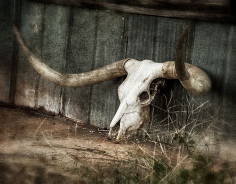 Dan Routh Photography: Longhorn Skull