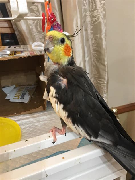 Holly is partying for his 27th birthday! : r/PartyParrot