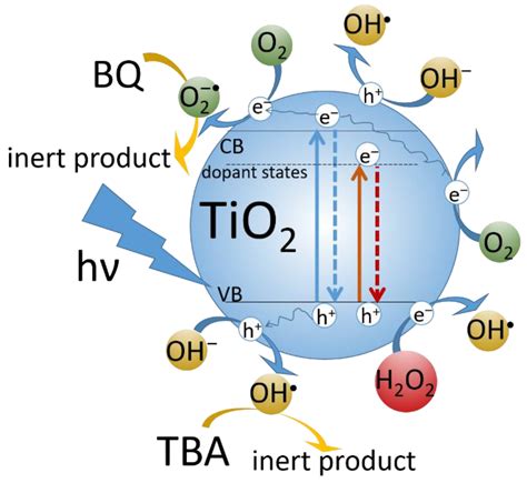 Catalysts | Free Full-Text | Dynamics of Diffusion- and Immobilization ...