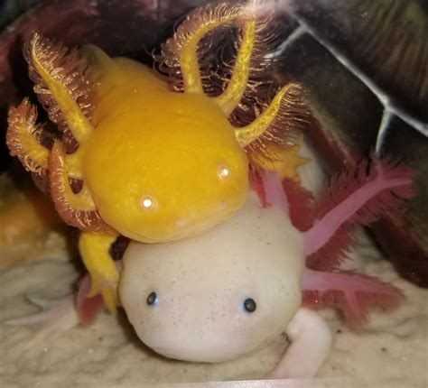 How cute are these two! : r/axolotls