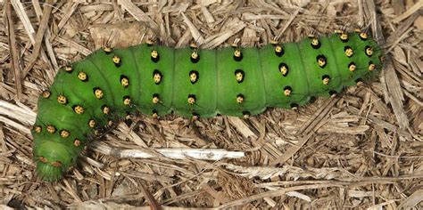 Large Caterpillar Identification (With Photos) - Owlcation