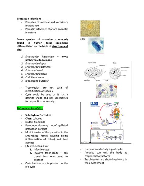 Iodamoeba Butschlii Life Cycle